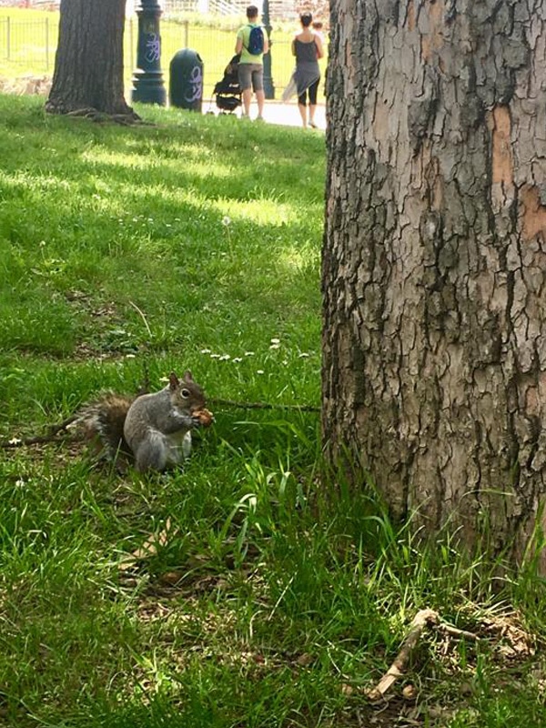 Torino: scoiattolo al Parco del Valentino